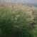 护坡牧草野芒草种子四季种南方北方种植野草植物易种草籽护坡