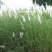 护坡牧草野芒草种子四季种南方北方种植野草植物易种草籽护坡
