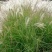 护坡牧草野芒草种子四季种南方北方种植野草植物易种草籽护坡