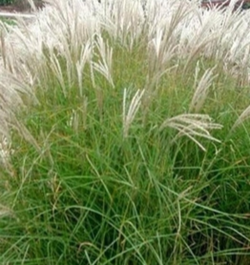 护坡牧草野芒草种子四季种南方北方种植野草植物易种草籽护坡