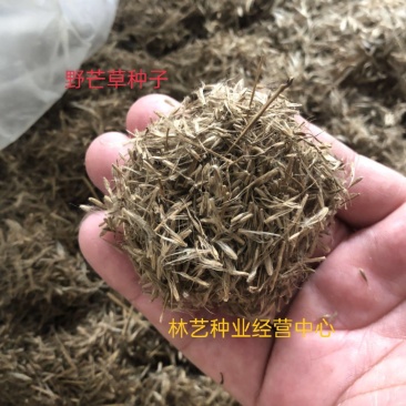 护坡牧草野芒草种子四季种南方北方种植野草植物易种草籽护坡