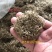 护坡牧草野芒草种子四季种南方北方种植野草植物易种草籽护坡
