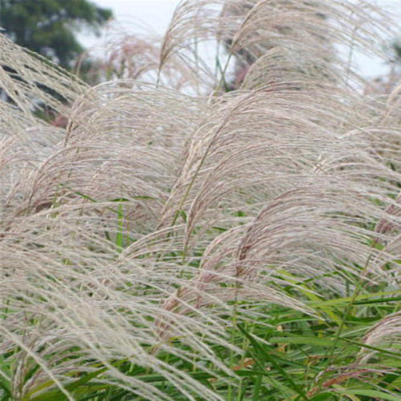护坡牧草野芒草种子四季种南方北方种植野草植物易种草籽护坡