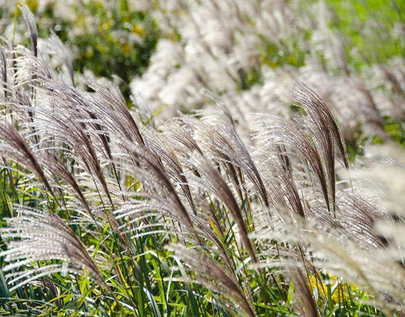 护坡牧草野芒草种子四季种南方北方种植野草植物易种草籽护坡