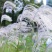 护坡牧草野芒草种子四季种南方北方种植野草植物易种草籽护坡