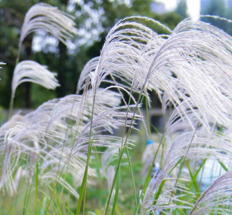 护坡牧草野芒草种子四季种南方北方种植野草植物易种草籽护坡