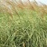 护坡牧草野芒草种子四季种南方北方种植野草植物易种草籽护坡
