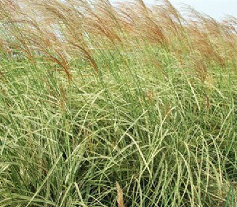 护坡牧草野芒草种子四季种南方北方种植野草植物易种草籽护坡