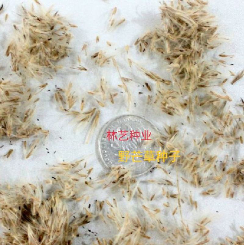 护坡牧草野芒草种子四季种南方北方种植野草植物易种草籽护坡