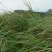 护坡牧草野芒草种子四季种南方北方种植野草植物易种草籽护坡