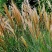 护坡牧草野芒草种子四季种南方北方种植野草植物易种草籽护坡