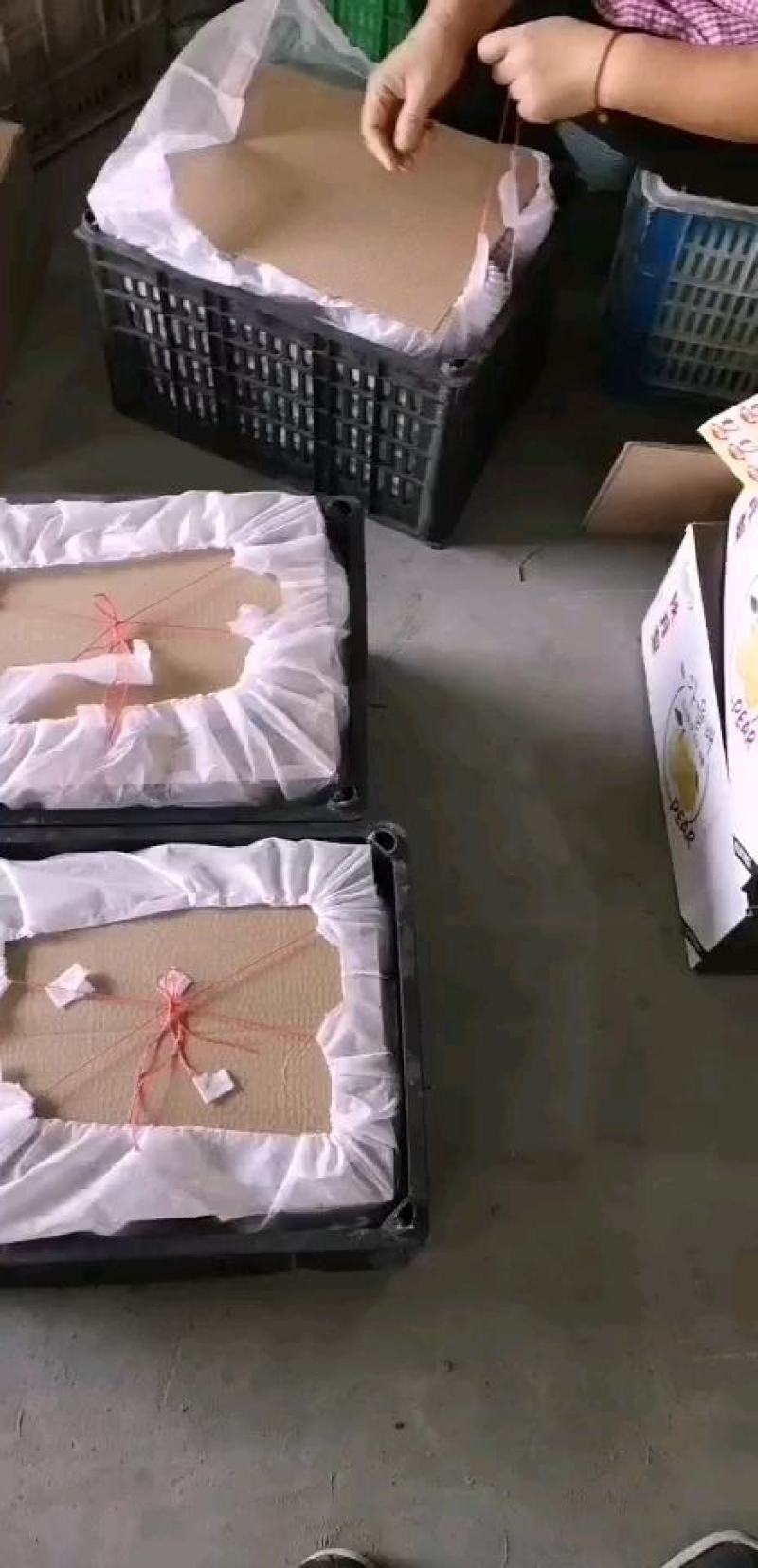 山东丰水梨产地对接各种包装丰水梨加工一件代发欢迎采购合作