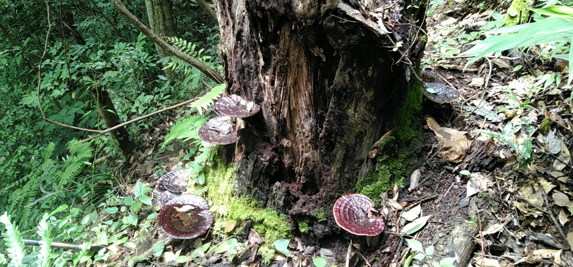 缅甸黑灵芝生长环境