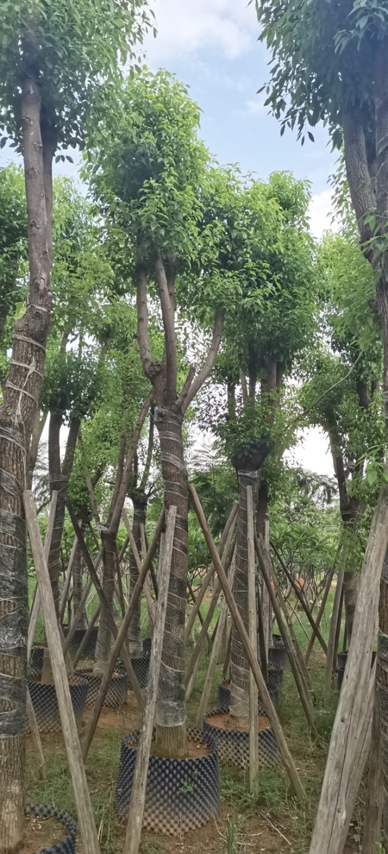 供应云南15分-18-20-22分骨架香樟