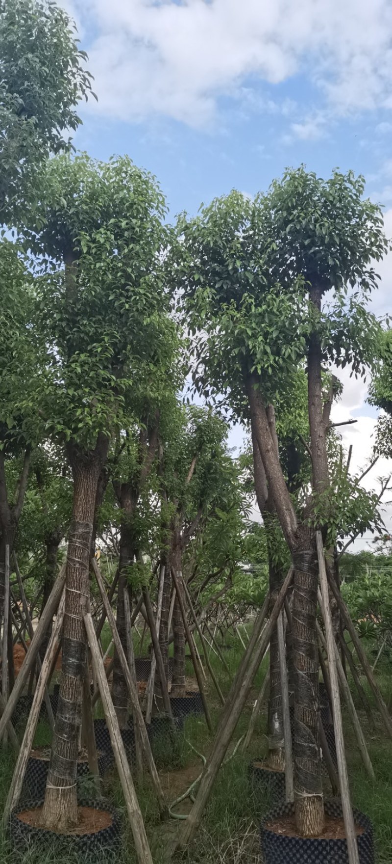供应云南15分-18-20-22分骨架香樟