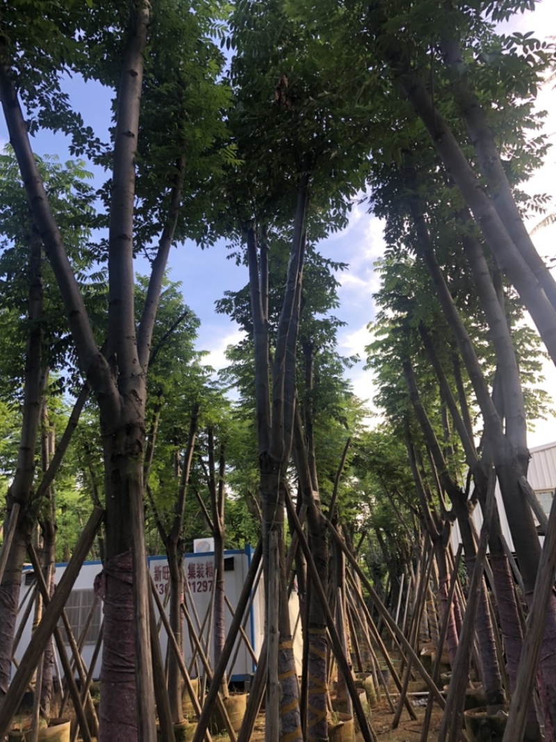 供应广东黄山栾树（国庆花）12-13-15分
