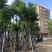 供应广东黄山栾树（国庆花）12-13-15分