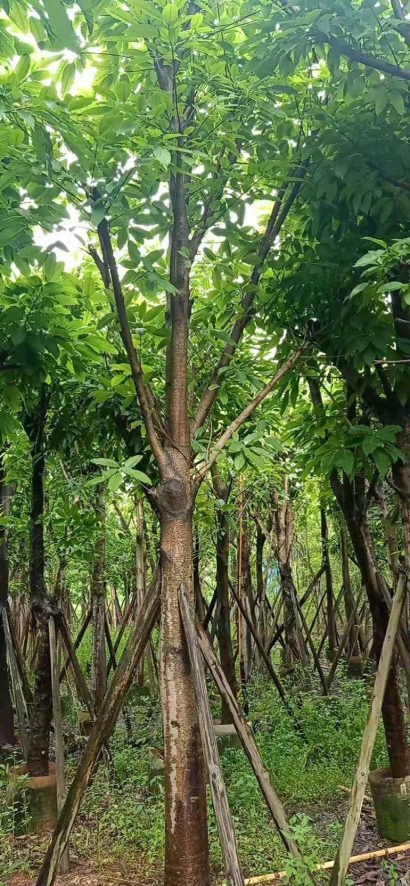 供应云南：大叶榕12-15-18-20分