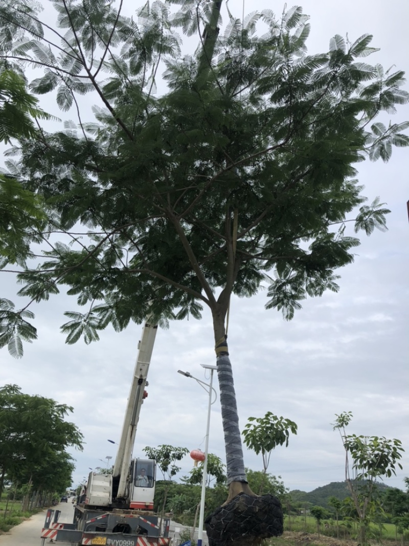 供应云南全冠凤凰木地苗12-15-18分