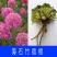 海石竹种子秋季播四季易种室内阳台盆栽花草花卉种子