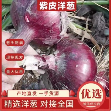 甘肃一手货源紫皮洋葱新鲜上市价格优惠质量好走货快