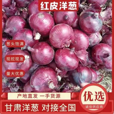甘肃洋葱红皮洋葱上市中供应大吨位客户欢迎采购来电咨询
