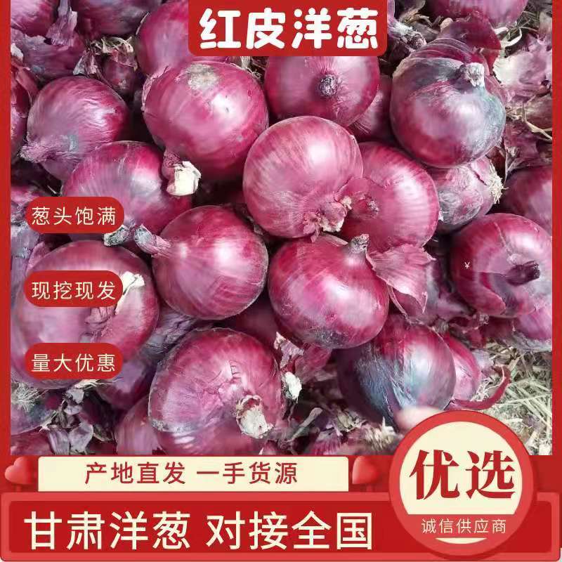 甘肃洋葱红皮洋葱上市中供应大吨位客户欢迎采购来电咨询