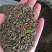 散装药材牛膝种子新品牛夕种籽发芽率高春夏季播种简单