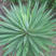 剑麻种子凤尾兰种子菠萝花种子四季常青优质植物种子