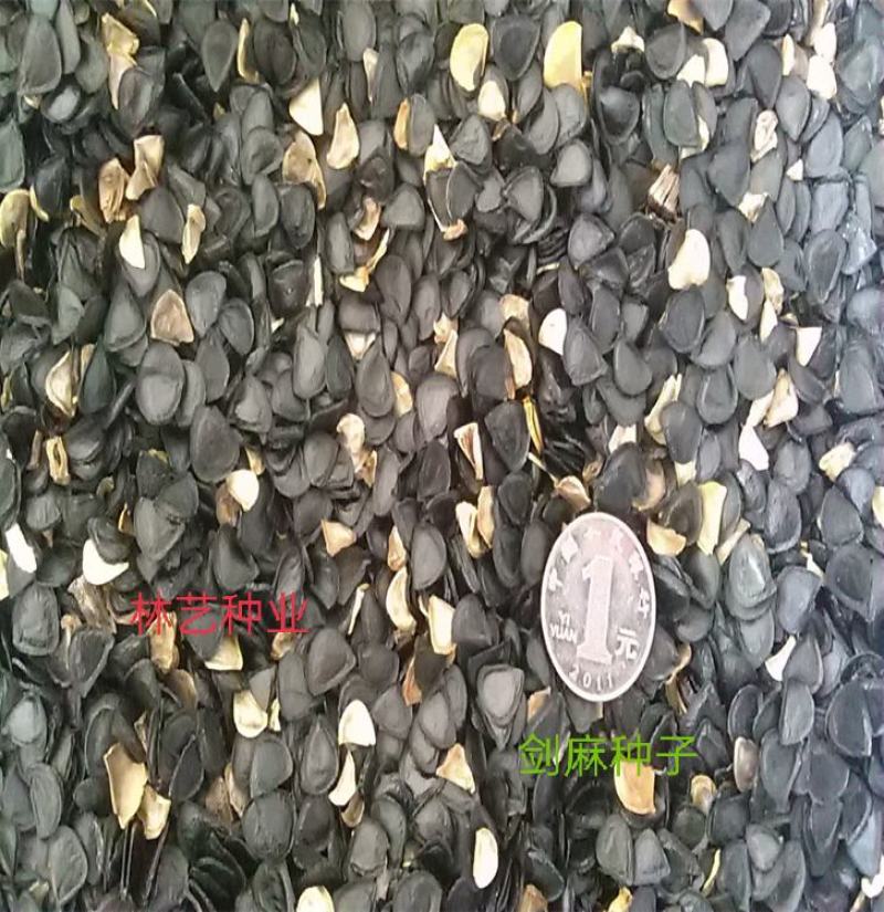 剑麻种子凤尾兰种子菠萝花种子四季常青优质植物种子