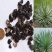 剑麻种子凤尾兰种子菠萝花种子四季常青优质植物种子