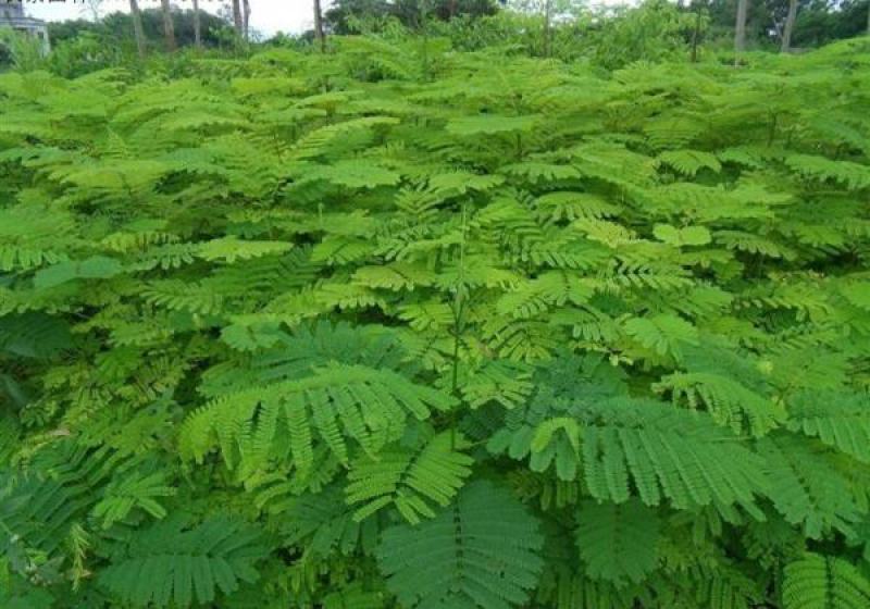 凤凰木树种子包邮红花楹树种子开红花树火树影树金凤景观绿化