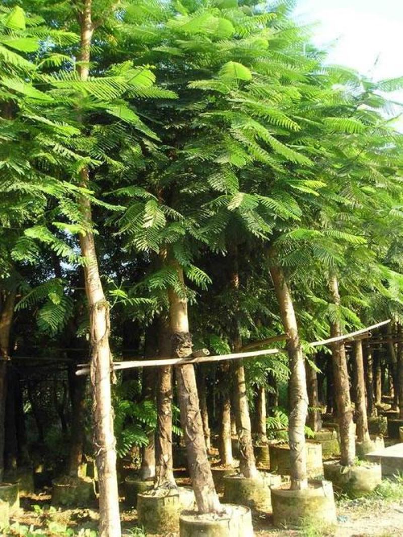 凤凰木树种子包邮红花楹树种子开红花树火树影树金凤景观绿化