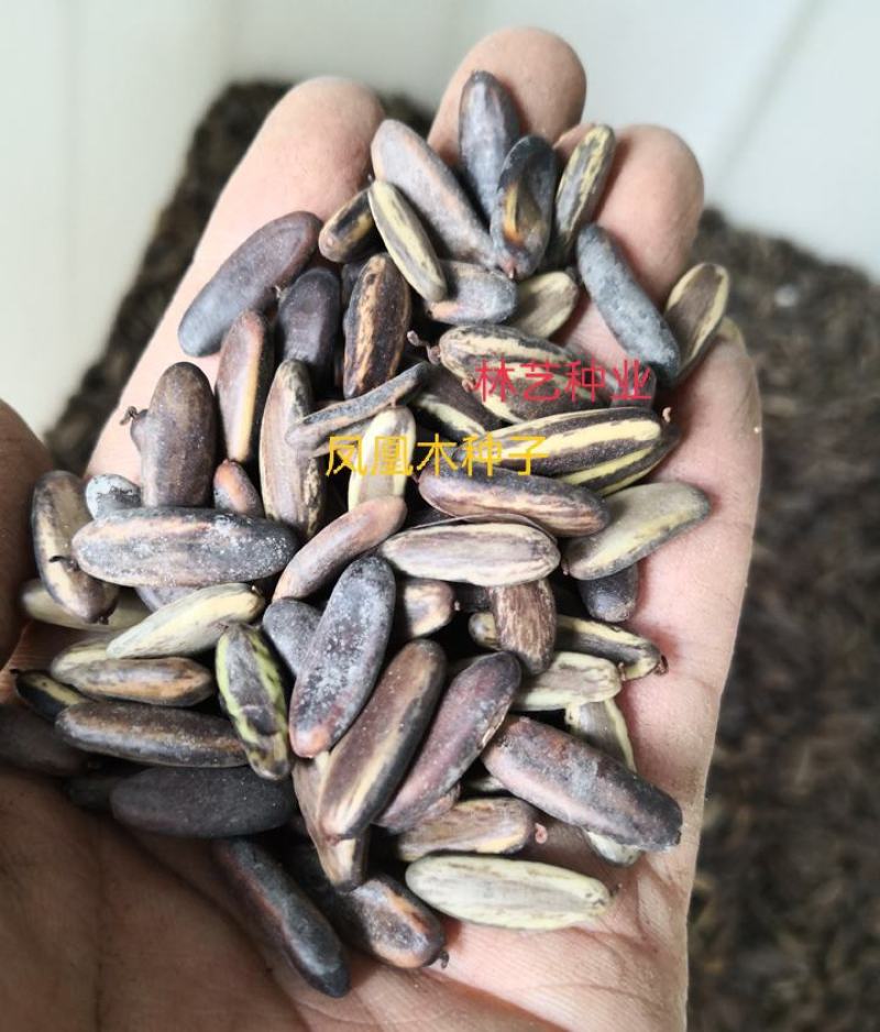 凤凰木树种子包邮红花楹树种子开红花树火树影树金凤景观绿化