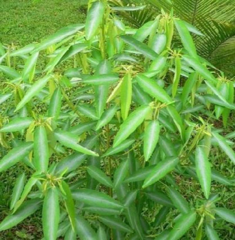 跳舞草种子会动的植物阳台观叶植物种子奇趣盆栽观叶花卉