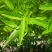 跳舞草种子会动的植物阳台观叶植物种子奇趣盆栽观叶花卉