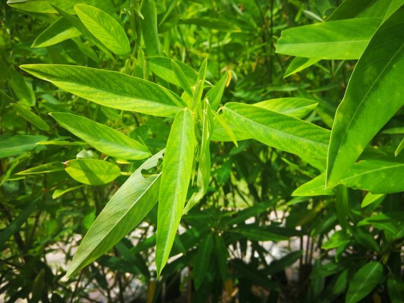 跳舞草种子会动的植物阳台观叶植物种子奇趣盆栽观叶花卉