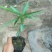 跳舞草种子会动的植物阳台观叶植物种子奇趣盆栽观叶花卉