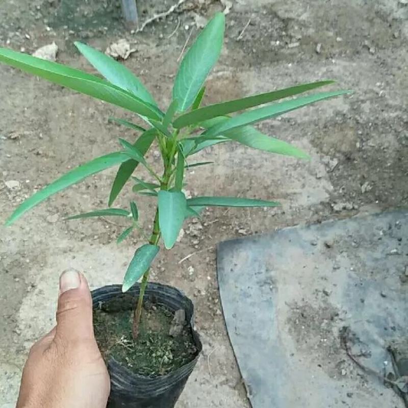 跳舞草种子会动的植物阳台观叶植物种子奇趣盆栽观叶花卉