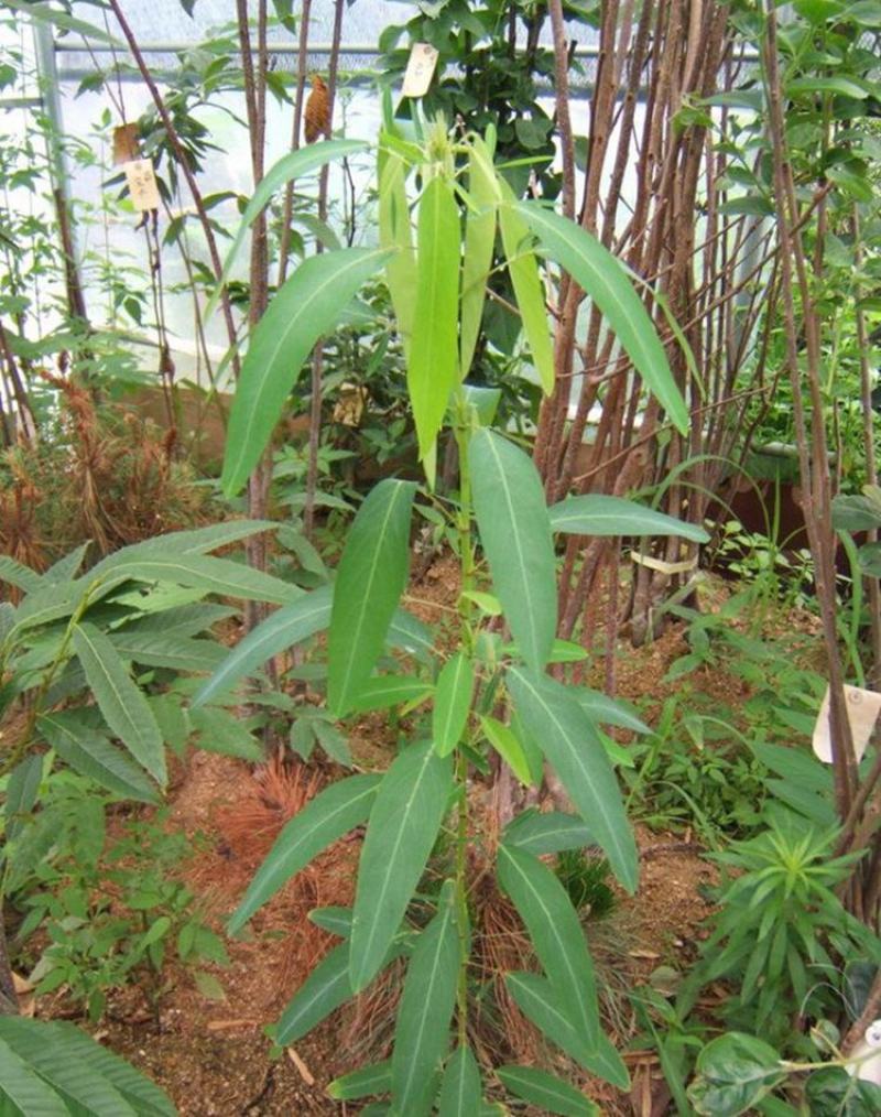 跳舞草种子会动的植物阳台观叶植物种子奇趣盆栽观叶花卉