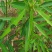 跳舞草种子会动的植物阳台观叶植物种子奇趣盆栽观叶花卉