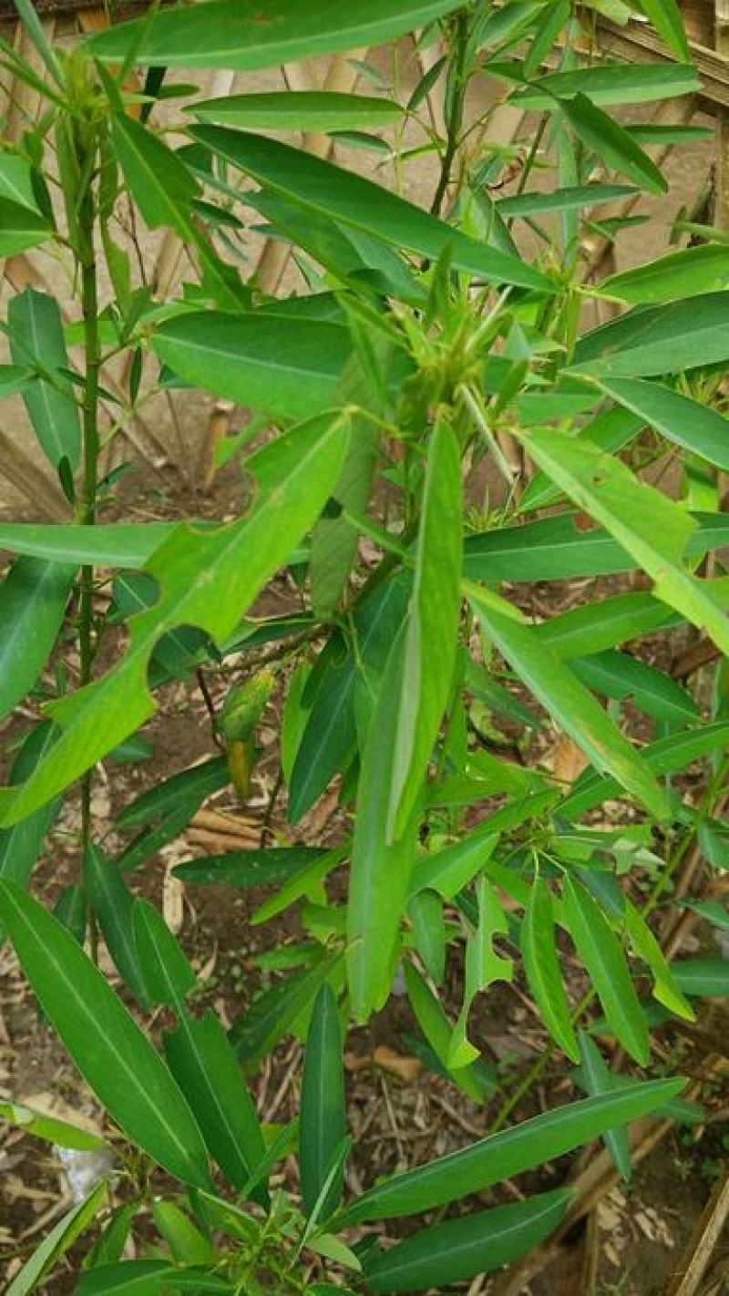 跳舞草种子会动的植物阳台观叶植物种子奇趣盆栽观叶花卉