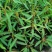 跳舞草种子会动的植物阳台观叶植物种子奇趣盆栽观叶花卉