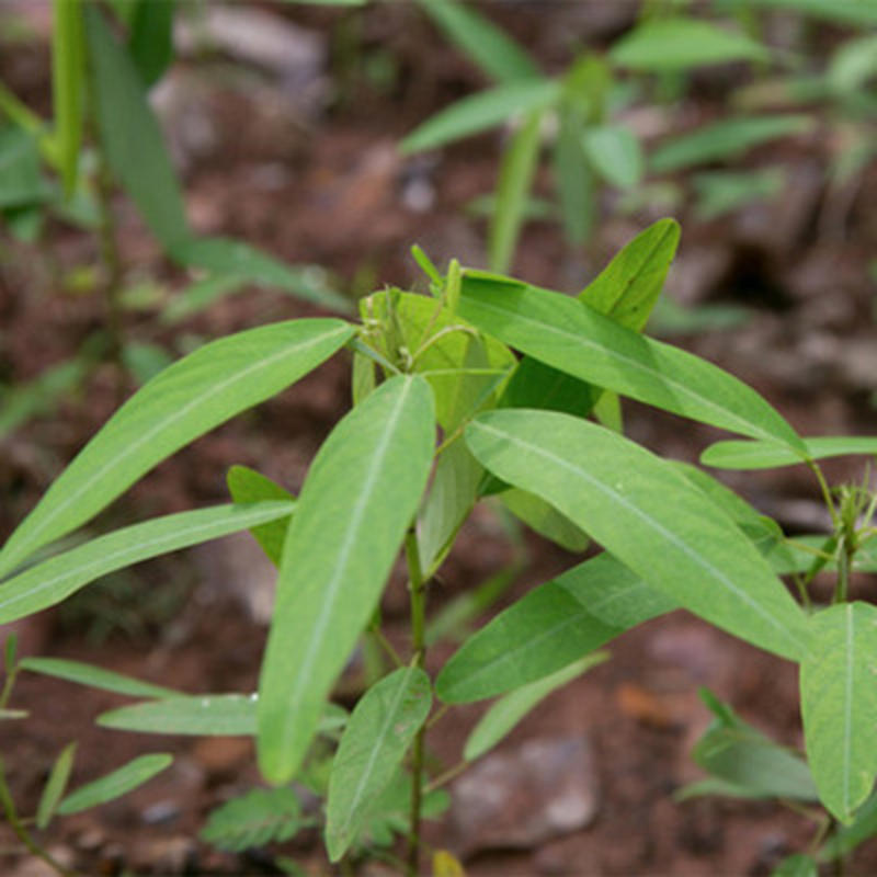 跳舞草种子会动的植物阳台观叶植物种子奇趣盆栽观叶花卉