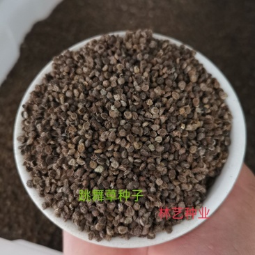 跳舞草种子会动的植物阳台观叶植物种子奇趣盆栽观叶花卉