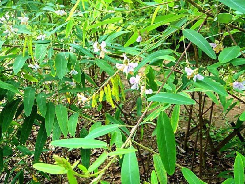 跳舞草种子会动的植物阳台观叶植物种子奇趣盆栽观叶花卉