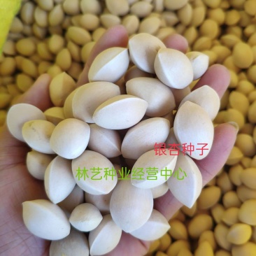 银杏树种子可食用银杏白果树种子绿化景观观赏大型树木