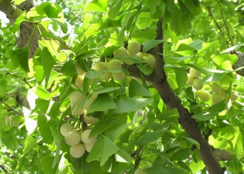 银杏树种子可食用银杏白果树种子绿化景观观赏大型树木