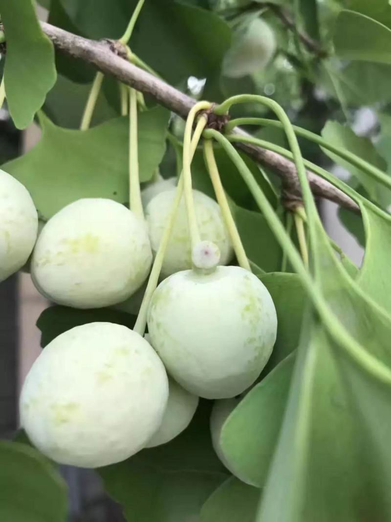 银杏树种子可食用银杏白果树种子绿化景观观赏大型树木