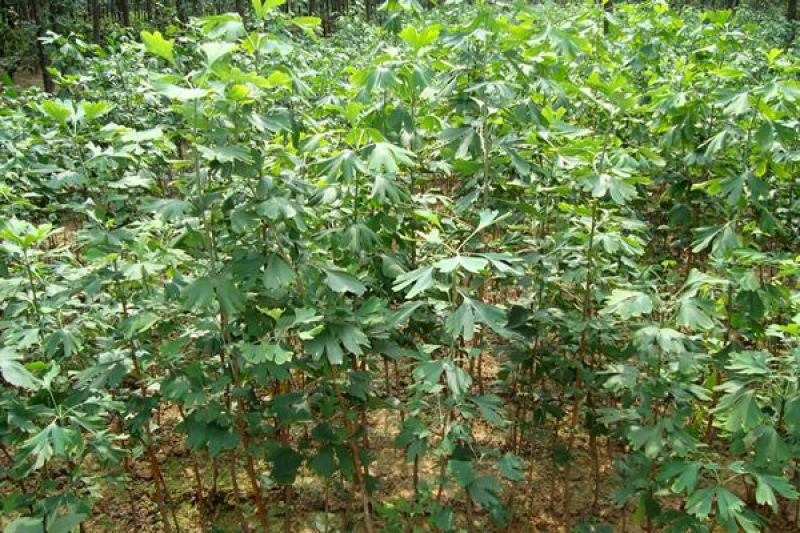 银杏树种子可食用银杏白果树种子绿化景观观赏大型树木